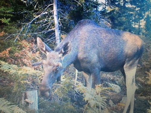 Fått et bilde fra en kunde av en elg som snuser på en stubbe smurt med anis nr 3 fra Attratec/MTM
